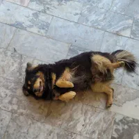 سگ فینیش لفند اشپیتز|سگ|مه ولات, |دیوار