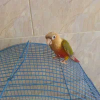 طوطی گرین چیک|پرنده|میناب, |دیوار