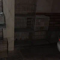 قفس پرنده
