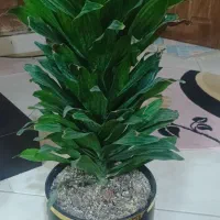 گل طبیعی|گل و گیاه طبیعی|گلبهار, شهر جدید گلبهار|دیوار