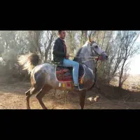 اسب درجه یک