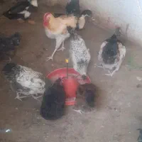 مرغ و خروس|حیوانات مزرعه|آبیک, |دیوار