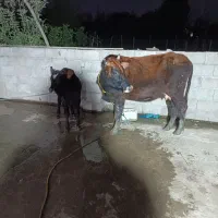 گاو با گوساله نر|حیوانات مزرعه|رضوانشهر, |دیوار