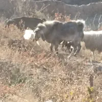 تکه پاکستانی دورگه مخصوص|حیوانات مزرعه|نیمبلوک, |دیوار