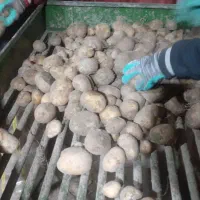 سیب زمینی جیلی ۳ تن