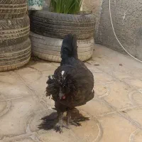 مرغ سلطان|حیوانات مزرعه|کازرون, |دیوار