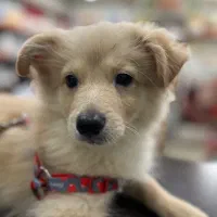 سگ پامر اشپیتز