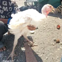 دو عدد بوقلمون سفید فروخته میشود