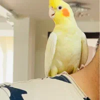 یک جفت‌ عروس