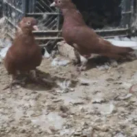 کبوتر رنگی    عقیلی|پرنده|گتوند, |دیوار