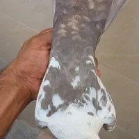 دمبی بهبهانی