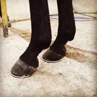 نعلبندی|اسب و تجهیزات اسب‌سواری|شیراز, شهرک گلستان|دیوار