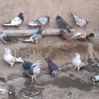کفتر یا کبوتر|پرنده|قم, نیروگاه|دیوار