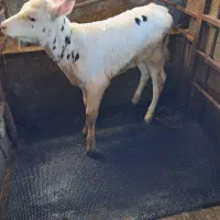 کفپوش گاو داری|حیوانات مزرعه|املش, |دیوار