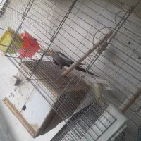 عروس هلندی مولد با جوجه و تخم|پرنده|اسلام‌شهر, شهرک قائمیه|دیوار