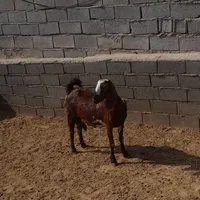 بز پاکستانی درجه یک|حیوانات مزرعه|شیروان (خراسان), |دیوار