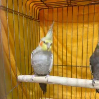 عروس هلندی