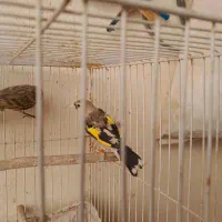 سهره نر.جوجه گلبسر.جوجه سهره .آگهی بخون|پرنده|تربت جام, حافظ|دیوار