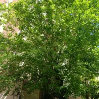 پل رومی195متراستثنایی/تاپ لوکیشن/دسترسی فوق العاده