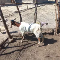 گیسه دوقلو  هیکلی لاشه دار جوان