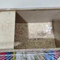 عروس هلندی|پرنده|بن, |دیوار