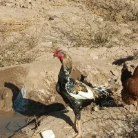 خروس لاری اصیل|حیوانات مزرعه|مشهد, نیزه|دیوار