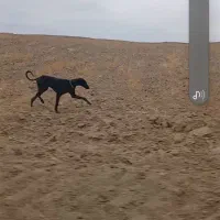 واگذاری تازی شکاری