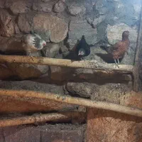 مرغ|حیوانات مزرعه|پاوه, |دیوار