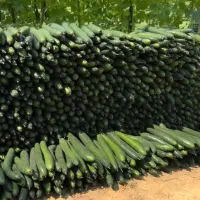 خیار سبز