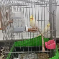 عروس هلندی لوتینو مولد|پرنده|سجاس رود, |دیوار