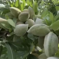 کود ارگانیک مخصوص باغداران به قیمت نمایندگی