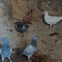 سرخ زرد سبز|پرنده|بیرجند, |دیوار