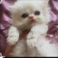 پرشین عروسکی|گربه|شیراز, حومه شیراز|دیوار