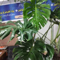 فروش گل های غول پیکر کلکسیونی|گل و گیاه طبیعی|آمل, |دیوار