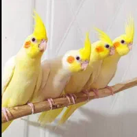 * عروس هلندی دستی دونخور *|پرنده|شیراز, وحدت|دیوار
