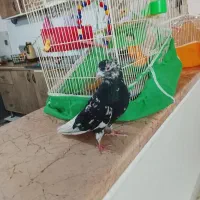 هفت رنگ دم سفید نر