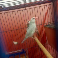 فنچ نرگسی رنگ سیلور کمیاب