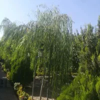 کارگر ساده باغچه رستوران با جای خواب