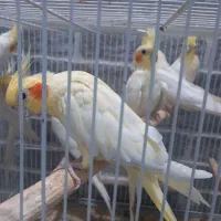 پرنده|پرنده|بیرجند, |دیوار