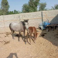 یک عدد مادیان اسیل با یک کوره اسب