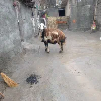 قوچ دو شیره