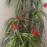 گل درختچه|گل مصنوعی|اردبیل, |دیوار