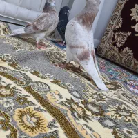 جوجه کبوتر پرشی حسابی کبوتر قم گرویی تضمینی