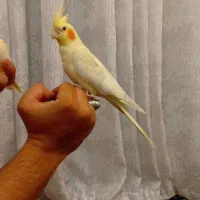 عروس هلندی لوتینو ماده رام ودستی|پرنده|قدس, شهر‌قدس|دیوار