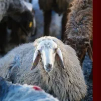 ... شیشک گوسفند زنده بره چاق تهران