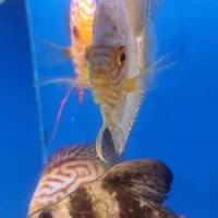 ماهی پوزه خرگوشی و دیسکس ۳ اینچ|ماهی|تبریز, |دیوار