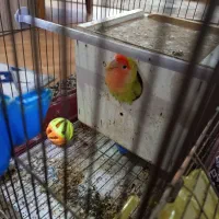 دوتا طوطی برزیلی نر و ماده