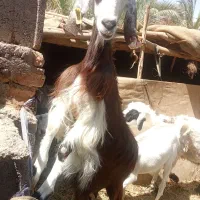 گوسفند فروشی