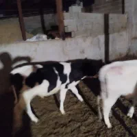 فروش گوساله|حیوانات مزرعه|شیراز, بید زرد|دیوار