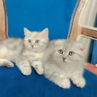 گربه اسکاتیش|گربه|شیراز, قلات|دیوار